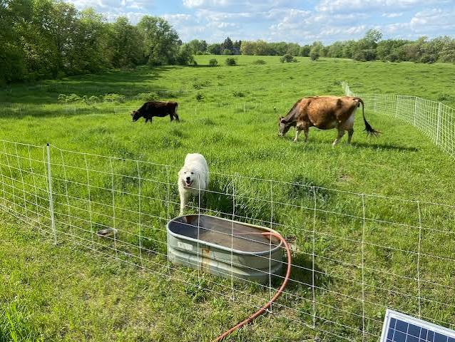 ROTATIONAL GRAZING: TURNING PASTURE INTO PROFIT